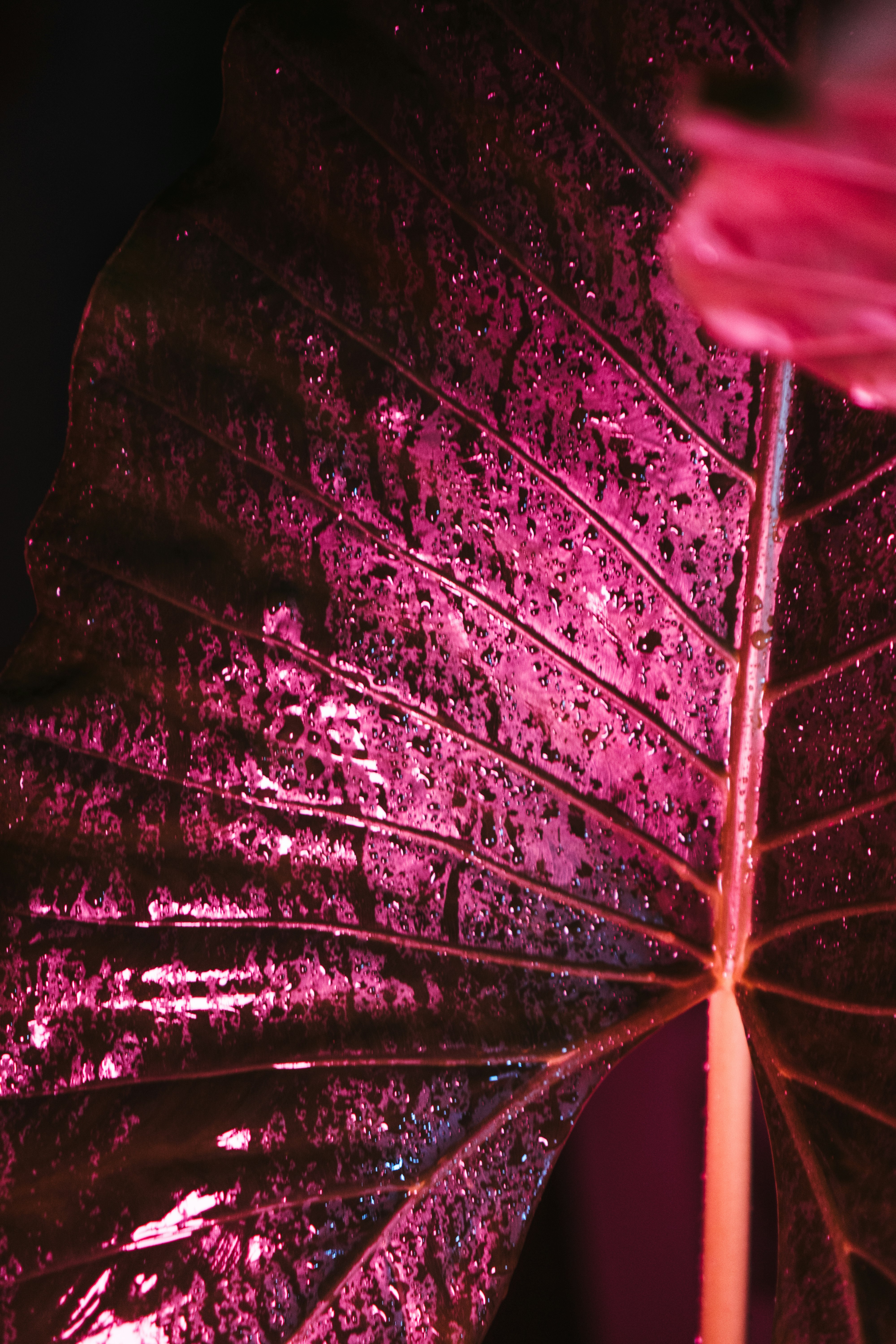 purple and white leaf with water droplets